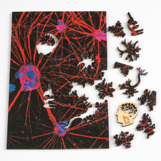 puzzle system nerwowy